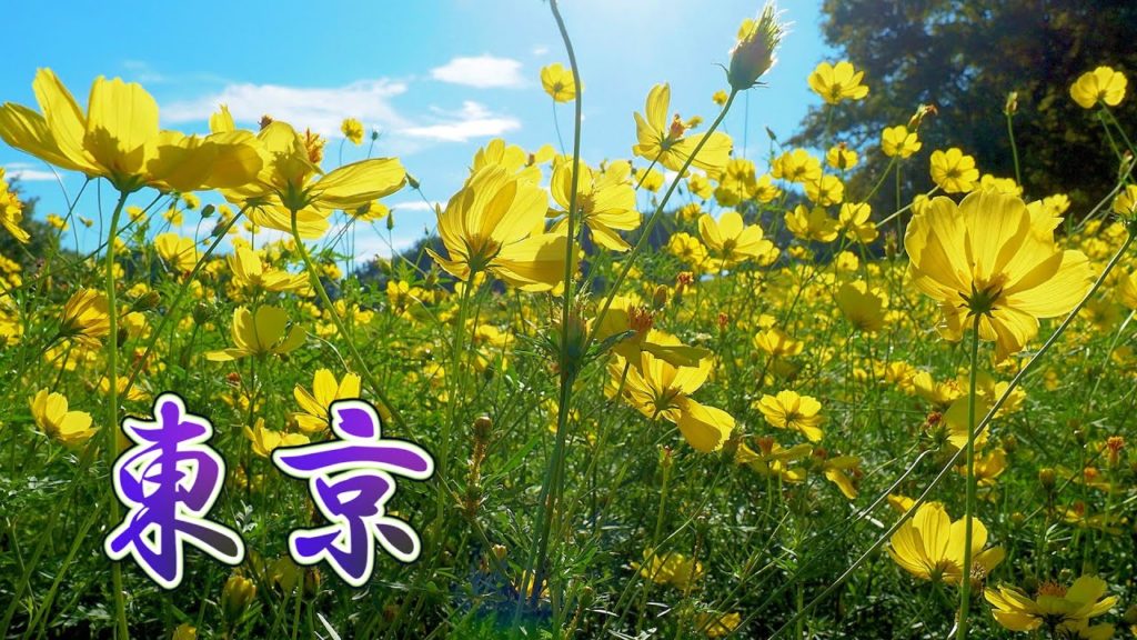 It is warm everyday so the Hagi and Cosmos keep blooming in TOKYO. #4K #萩トンネル #コスモス It is warm everyday so the Hagi and Cosmos keep blooming in TOKYO. #4K #萩トンネル #コスモス