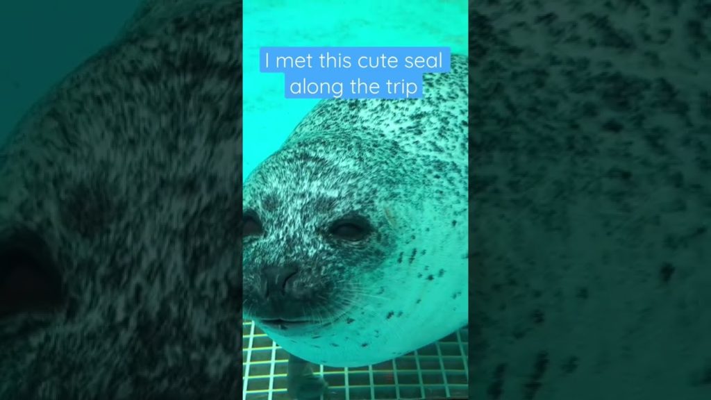 Adorable Seal purposely bumping into glass (for fun)