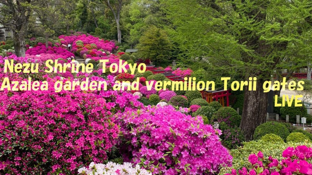 Azalea garden and vermilion Torii gates at Nezu shrine| Feel Japanese spring| What to do in Tokyo