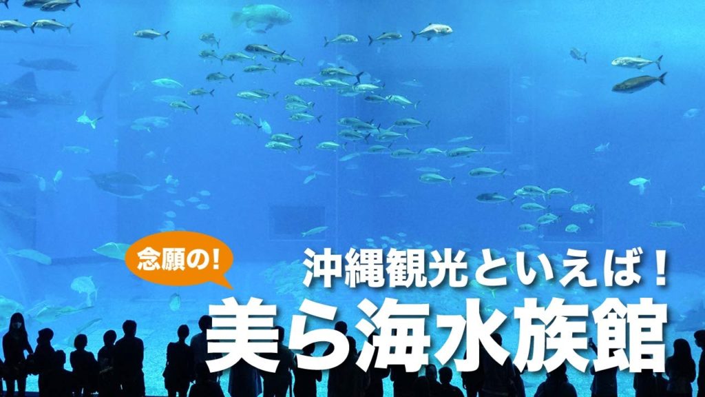 定番沖縄観光!念願の美ら海水族館へ!!/結婚10周年記念旅行 #4 定番沖縄観光!念願の美ら海水族館へ!!/結婚10周年記念旅行 #4