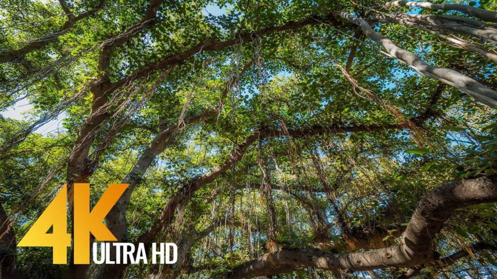 4K Hawaiian Forest - Lahaina Banyan Tree - 3 HOUR Bird Signing for Relaxation and Stress Relief