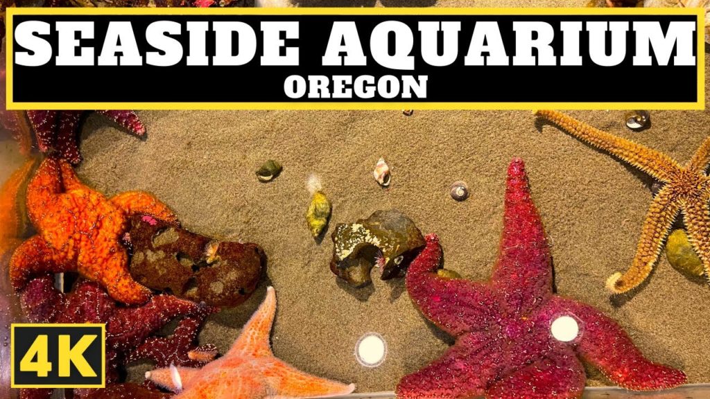 Seaside Aquarium, 4K Walking Tour | Seaside, Oregon Seaside Aquarium, 4K Walking Tour | Seaside, Oregon