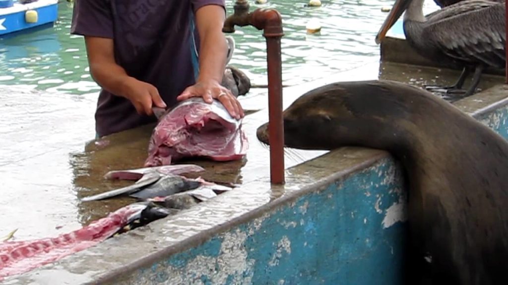 Fishmarket, Puerto Ayora, Santa Cruz Island, Galapagos