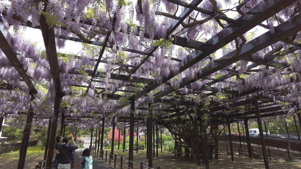 【4K】2022 日本 北海道 札幌 豊平区 平岸 天神山緑地にある北海道最古の藤棚「天神藤」散策【Binaural Audio】