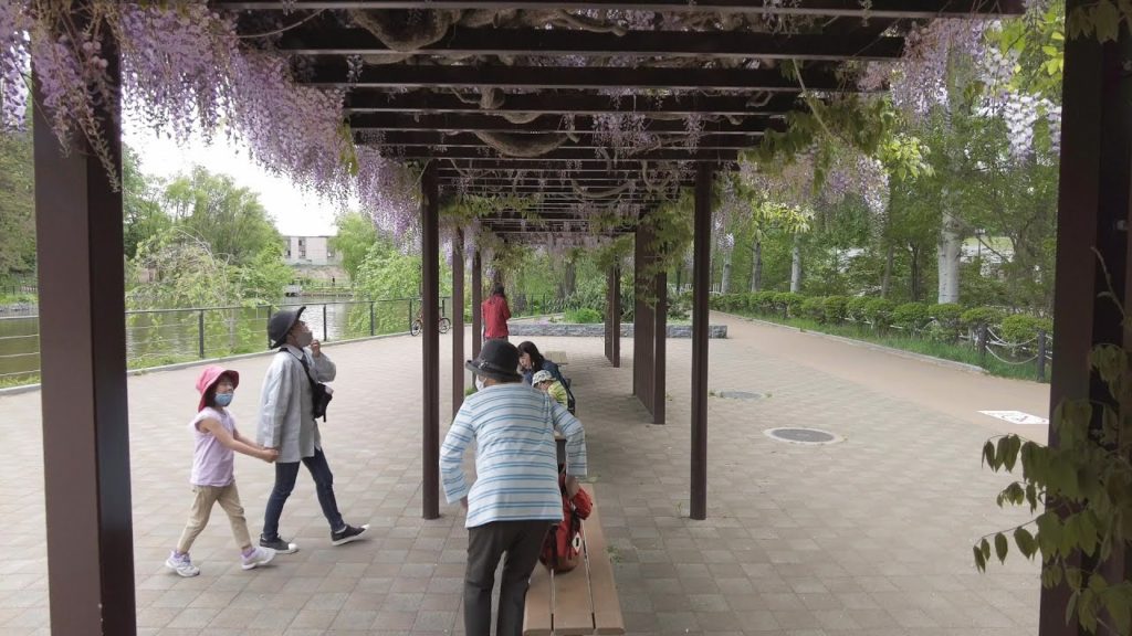 【4K】2022 日本 北海道 札幌 豊平区 月寒公園 藤棚 散策【Binaural Audio】 【4K】2022 日本 北海道 札幌 豊平区 月寒公園 藤棚 散策【Binaural Audio】
