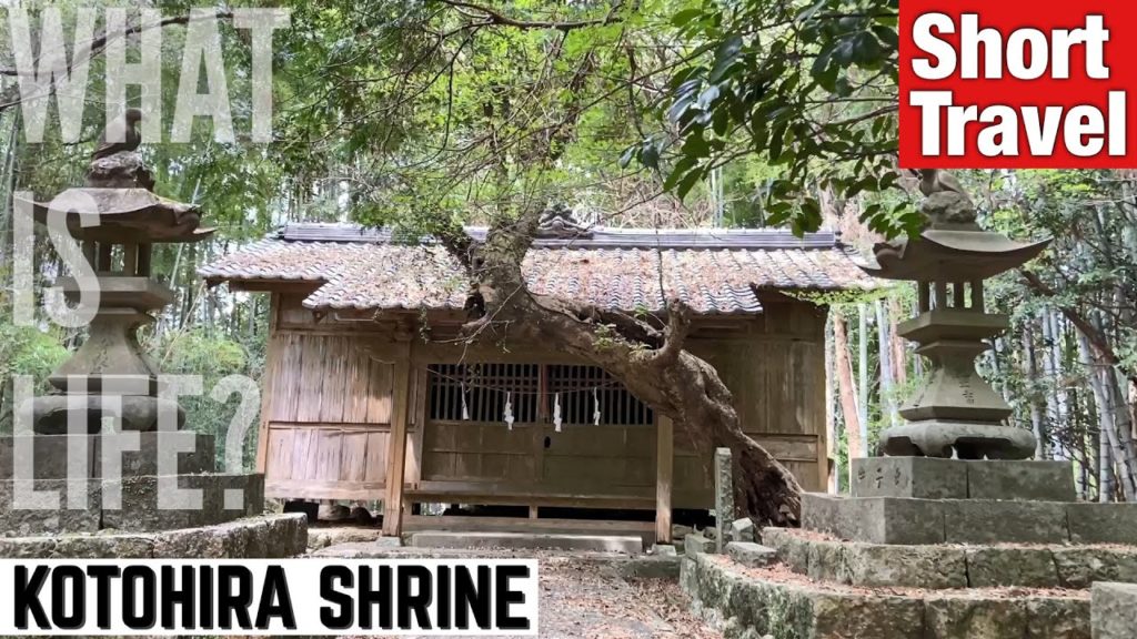 [TVL #25] KOTOHIRA SHRINE (Kochi prefecture, Japan) [Shorts Travel]