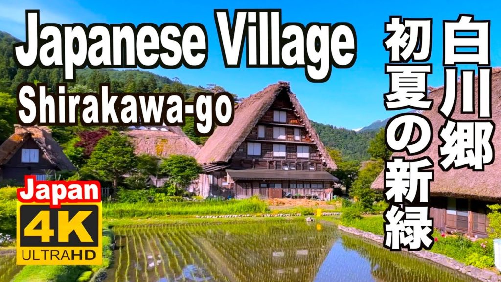 4K 2022 Shirakawa-go Japanese Village 白川郷の新緑 白川郷観光 旅行 Fresh green leaves 葺き屋根 合掌造り 日本の新緑の名所 水田 田植え