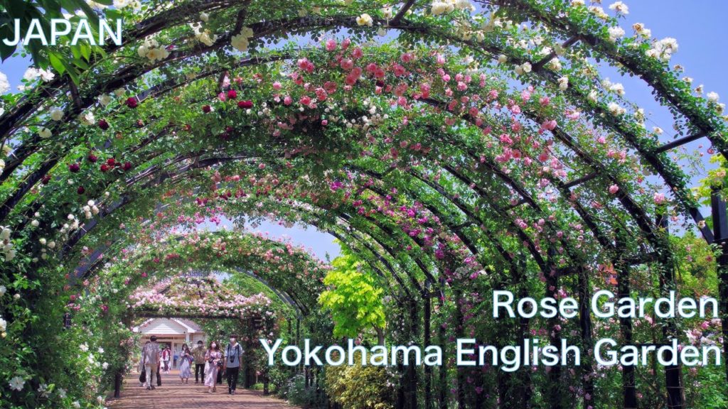 【ROSE GARDEN:YOKOHAMA ENGLISH GARDEN in JAPAN】2200 kinds of beautiful roses and flowers 【ROSE GARDEN:YOKOHAMA ENGLISH GARDEN in JAPAN】2200 kinds of beautiful roses and flowers