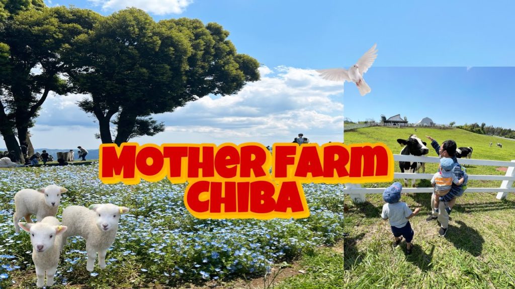 MOTHER FARM CHIBA ADA BINATANG TERNAK DAN HAMPARAN BUNGA NEMOPHILA