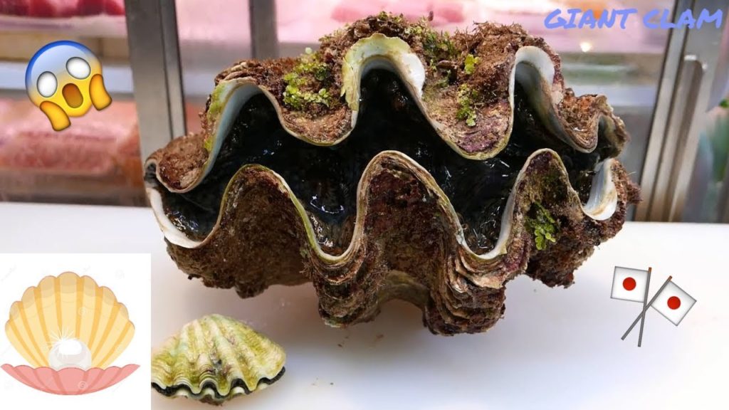 GIANT CLAM Japan l how to clean? - YATAI 屋台 Japanese street food