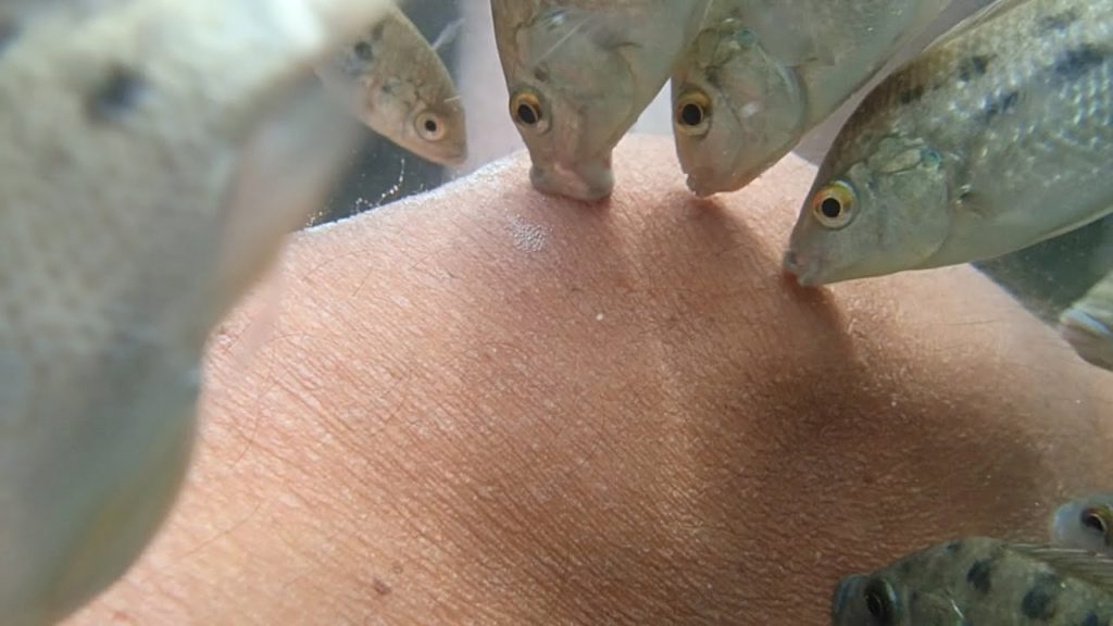 FISH EAT PEOPLE ALIVE AND PEOPLE LOVE IT - 2