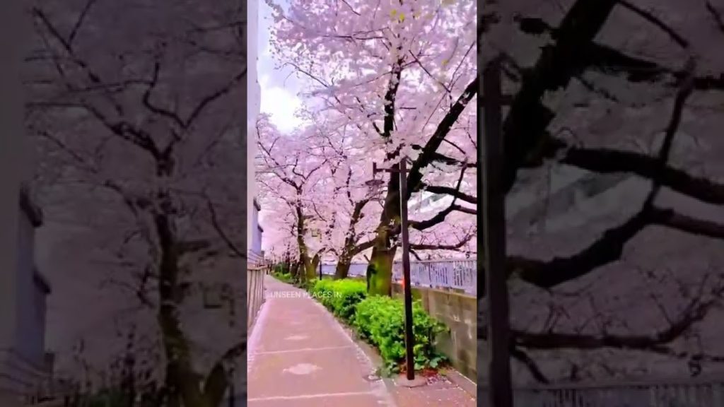 Unseen Places in The World ❤️ Amazing Tokyo ❤️ Beautiful Japan ❤️ Best Place To Visit #shorts