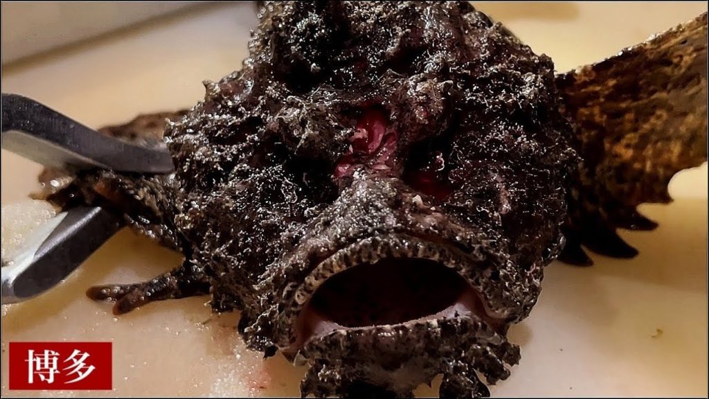 【博多の寿司】絶対ここは外せない！すべて手仕込み料理が大人気！！『磯ぎよし』オコゼ、イサキ、アマダイ/Hakata's best sushi restaurant