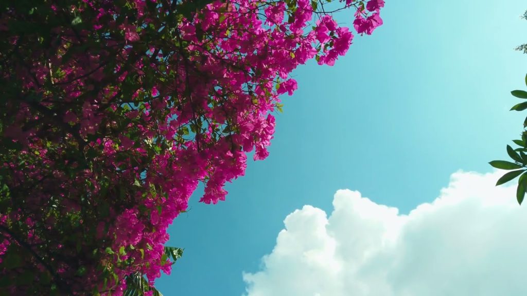 Morning Ambiance in Sanur - Bali ASMR