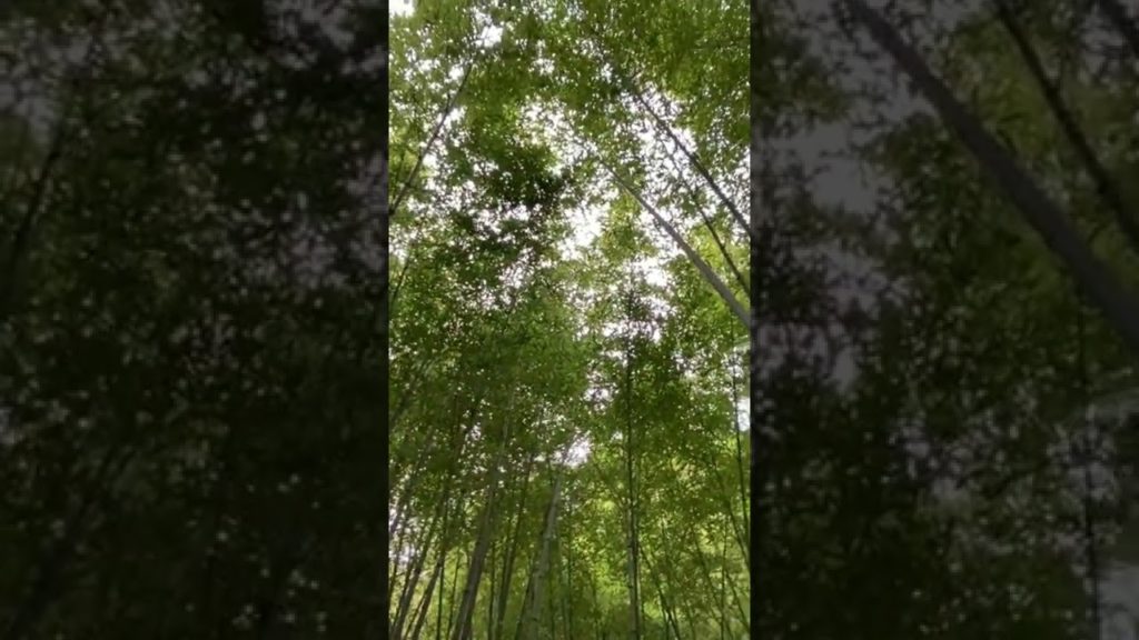 松前の穴場スポット #旅 #松前 #孟宗竹林