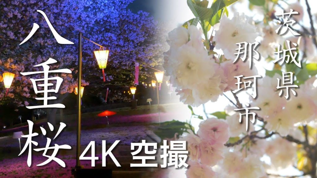 【絶景茨城】八重桜［4K］茨城県那珂市｜VISIT IBARAKI, JAPAN