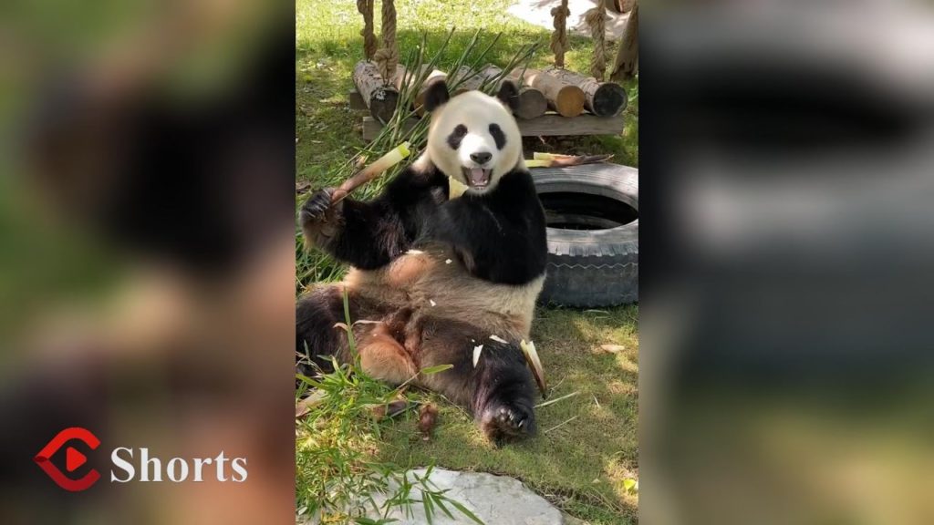 Panda mukbang! No one can resist a cute panda eating show! 中国独有！熊猫吃播太可爱了！