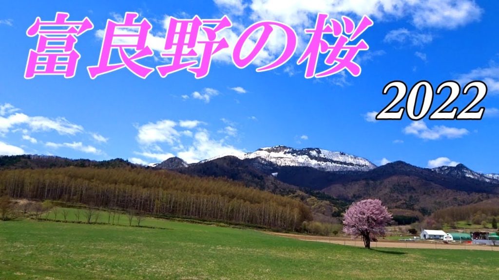 ＧＷ特集～富良野の桜２０２２