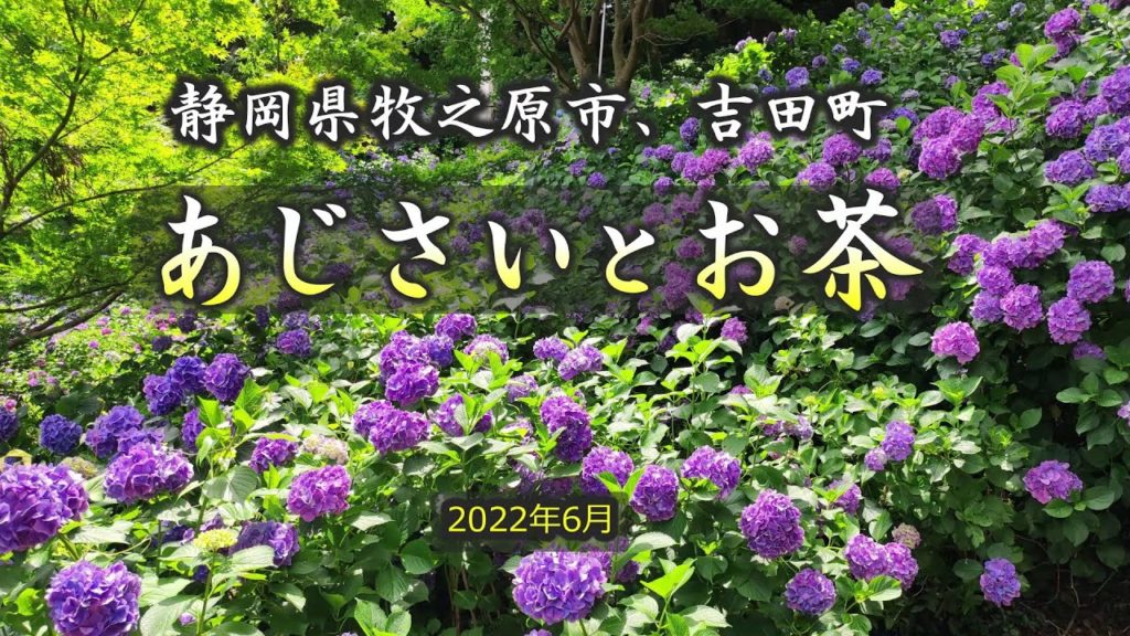 あじさいとお茶（牧之原市）｜HTC ドライブ観光スポット