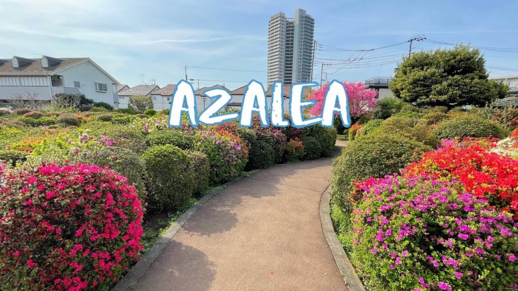 [Vlog] Nishizawa Azalea Garden with Azalea | Tokyo Sightseeing, Japan