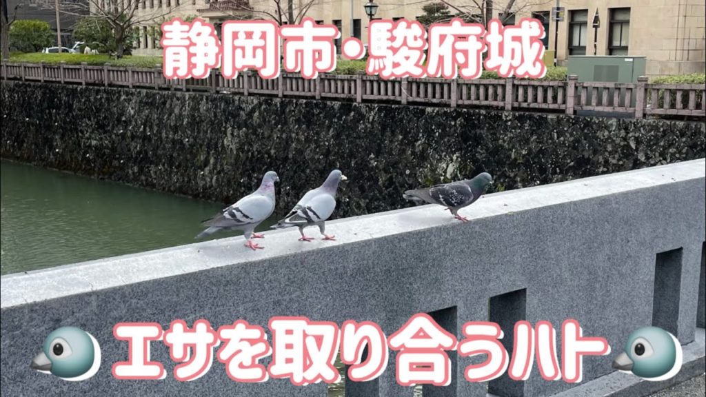 静岡市・駿府城「エサを取り合うハト」動画 / Shizuoka Trip 静岡市・駿府城「エサを取り合うハト」動画 / Shizuoka Trip