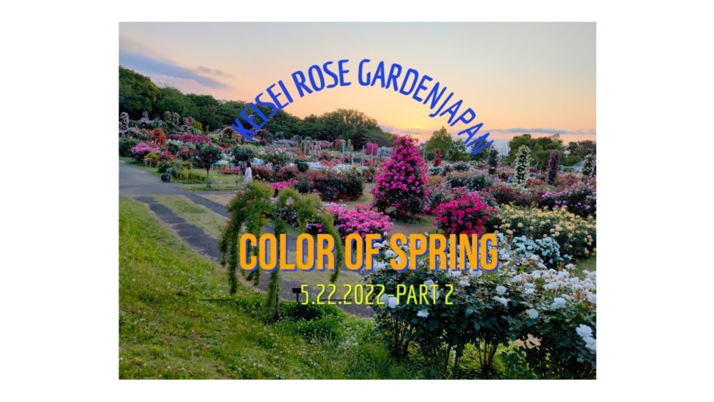 KEISEI ROSE GARDEN JAPAN COLOR OF SPRING PART 2  MAY 22,2022-二部カラーオブスピング京成バラ園２０２２年５月２２日