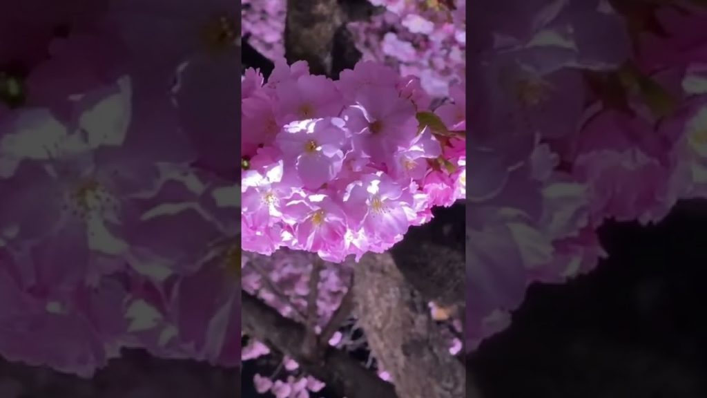 #北海道 #松前 #桜 #夜桜 #森山直太朗