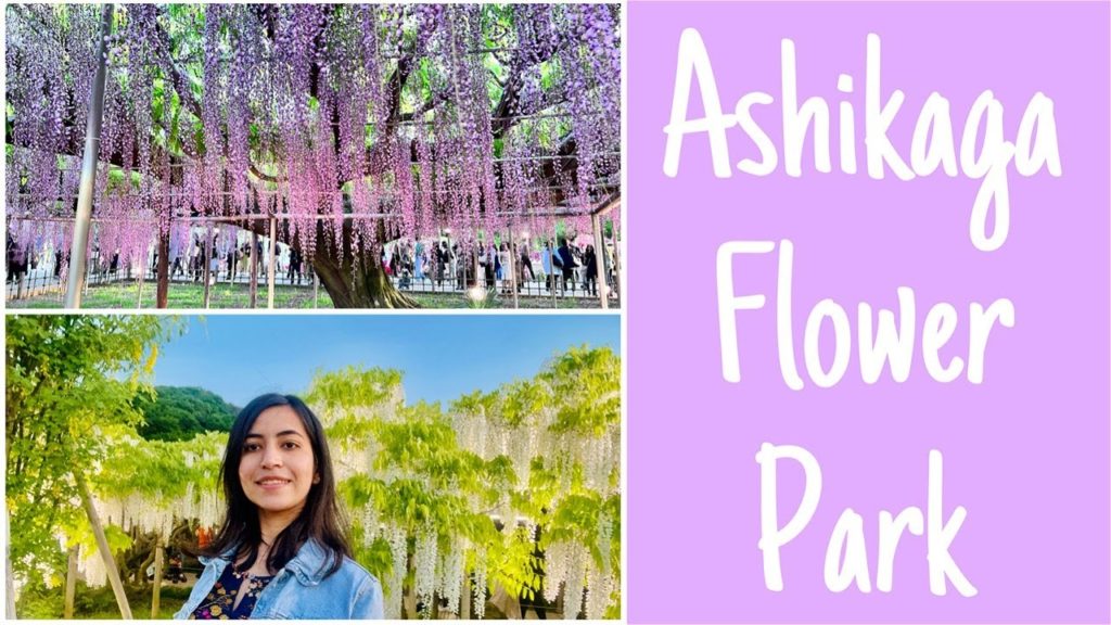 Japan's most stunning Wisteria Spot | 200 years old Wisteria Trees at Ashikaga Flower Park #travel
