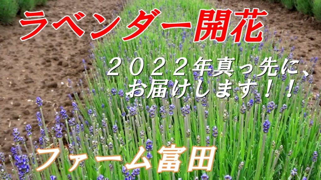 ラベンダー開花！！今朝のファーム富田の様子【北海道 富良野】