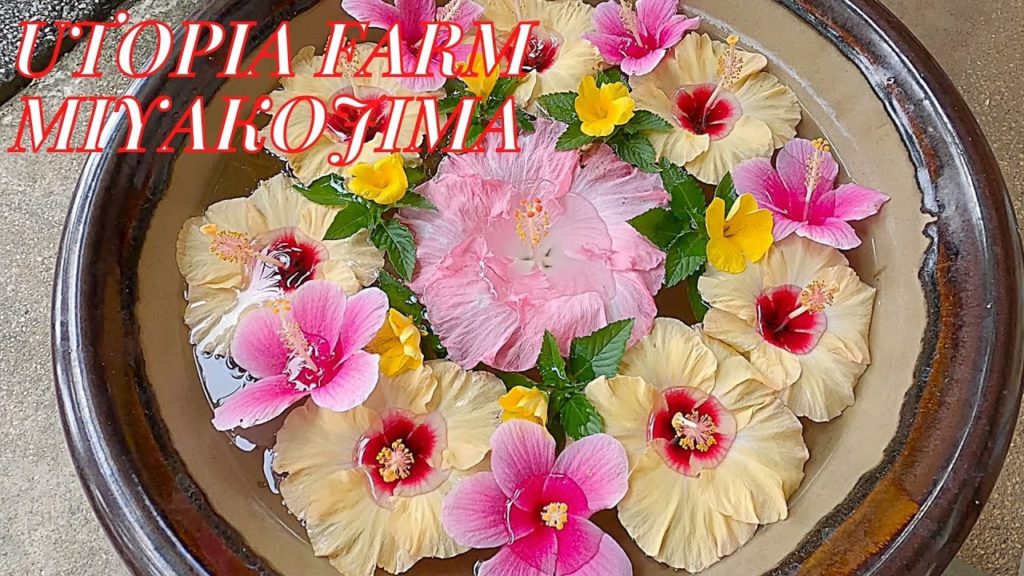 MIYAKOJIMA TRAVEL #7 ユートピアファーム宮古島 UTOPIA FARM IN OKINAWA PREFECTURE, JAPAN