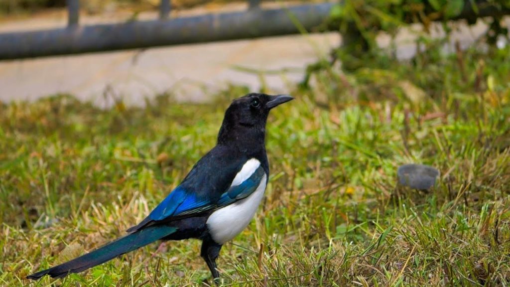 Panasonic Lumix GH6 + G Vario 100-300mm F4-5.6 II O.I.S