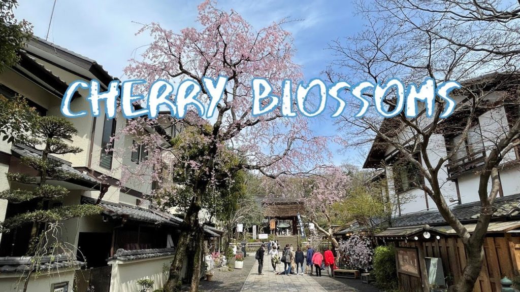 [Vlog] Jindaiji Temple with Cherry Blossoms | Tokyo Sightseeing, Japan