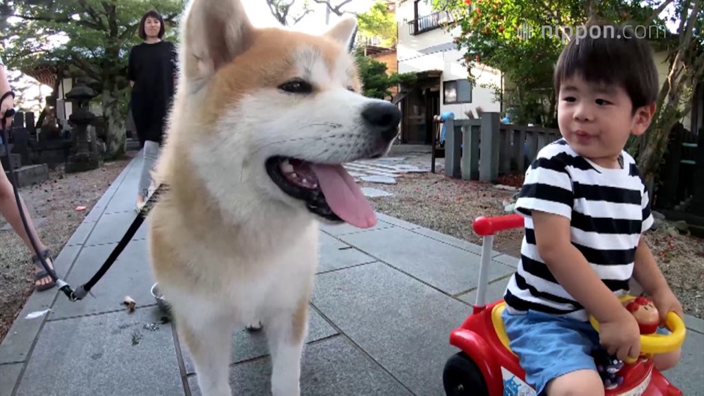 Akita Dog Tora-maru and His Three Human Friends | Nippon.com: Japan in Video Akita Dog Tora-maru and His Three Human Friends | Nippon.com: Japan in Video