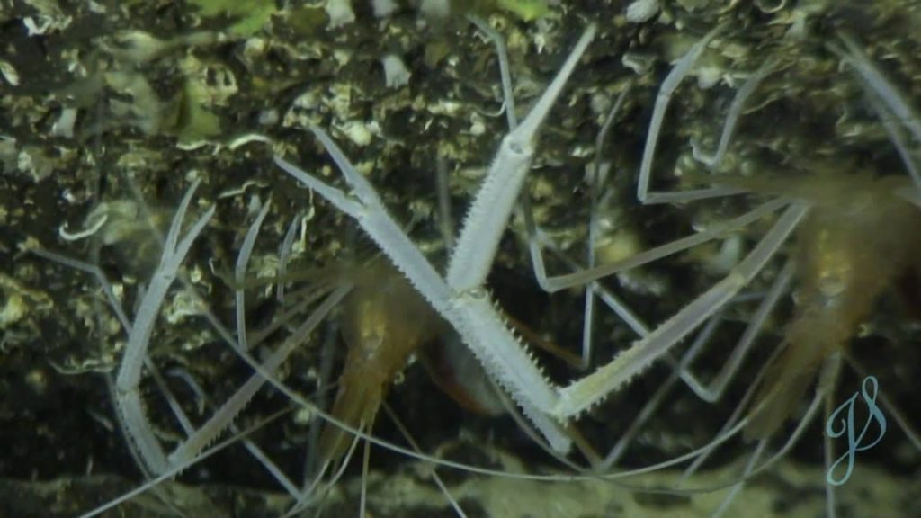 Diving Cathedral Diving Cathedral