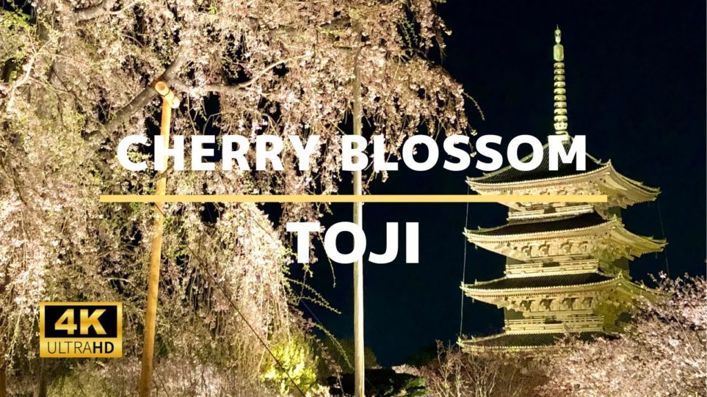 Toji (Illuminated Cherry Blossom) – 4K Virtual Walking Tour In Kyoto | Japan Travel Guide Toji (Illuminated Cherry Blossom) - 4K Virtual Walking Tour In Kyoto | Japan Travel Guide