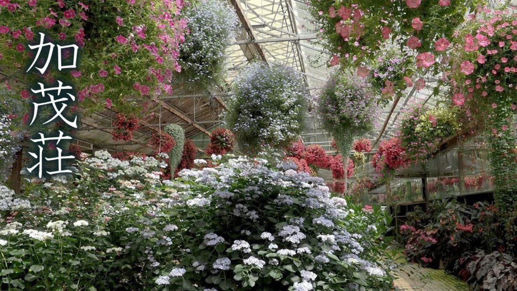 Japanese Hydrangea (Ajisai) at Kamosō Kachōen Garden #4K #加茂荘花鳥園 #アジサイ Japanese Hydrangea (Ajisai) at Kamosō Kachōen Garden #4K #加茂荘花鳥園 #アジサイ