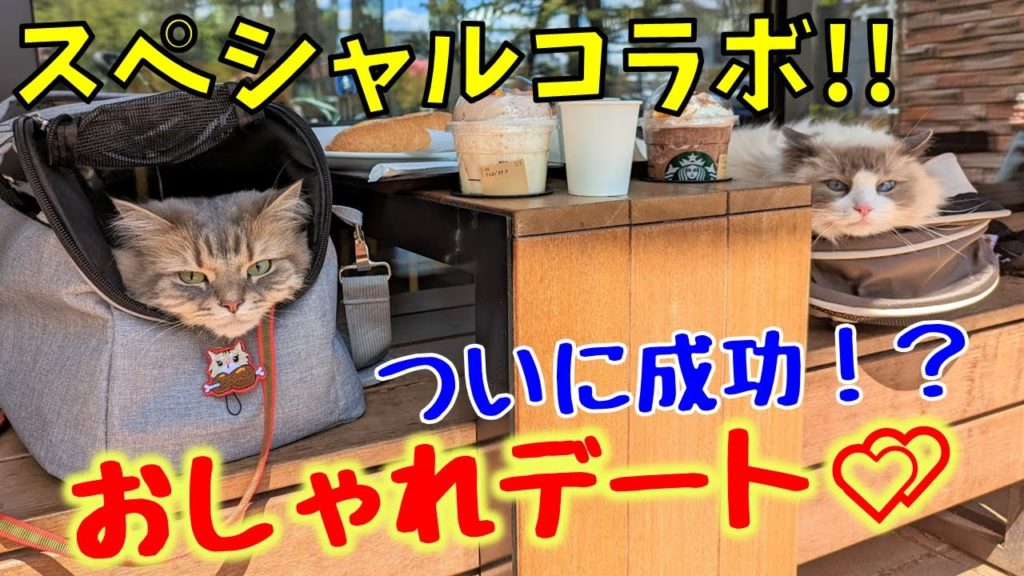 奇跡の瞬間！？　猫はスタバデートできるのか！？【ぱるのえちゃんねるコラボ】