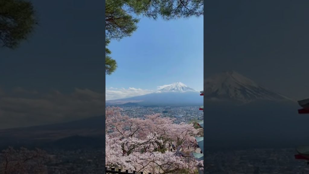 Mt.  Fuji Sakura #Shorts