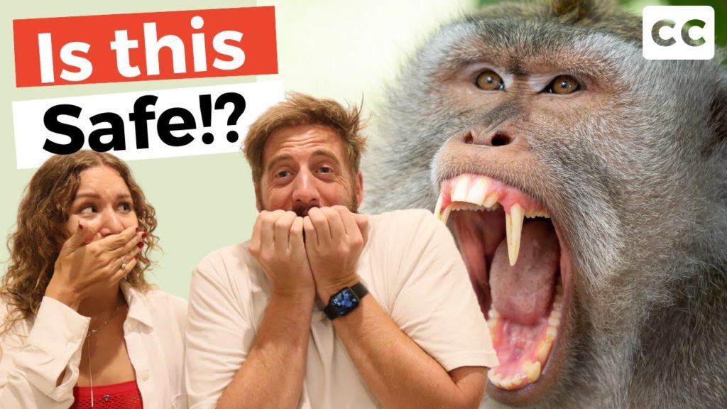 Monkey Forest Ubud Bali [How To Travel Indonesia]