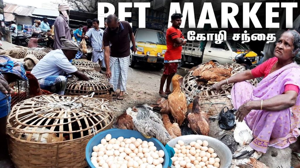 Chennai Broadway Pet Market (2021) | Sunday Pet Market | Part - 2 | Chennai Kozhi Market | All Pets