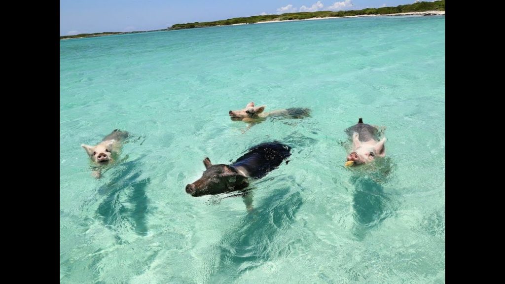 WHEN PIGS SWIM: THE FILM (EXUMA, BAHAMAS)