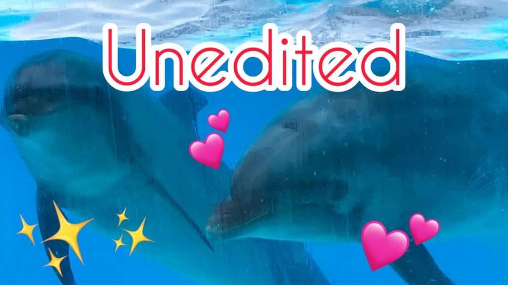 【Unedited 】After the dolphin show🐬 Fan service is perfect✨Japanese safari park 🐬Adventure world ✨ 【Unedited 】After the dolphin show🐬 Fan service is perfect✨Japanese safari park 🐬Adventure world ✨