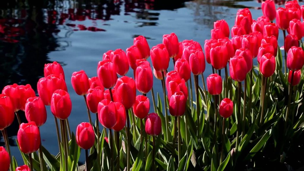 KLM's New Delfts Blue House