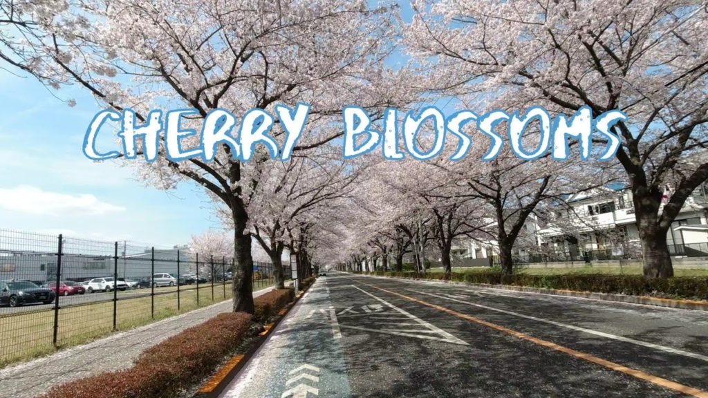 [Vlog] Cycling in Osawa Ground Street with Cherry Blossoms | Tokyo Sightseeing, Japan