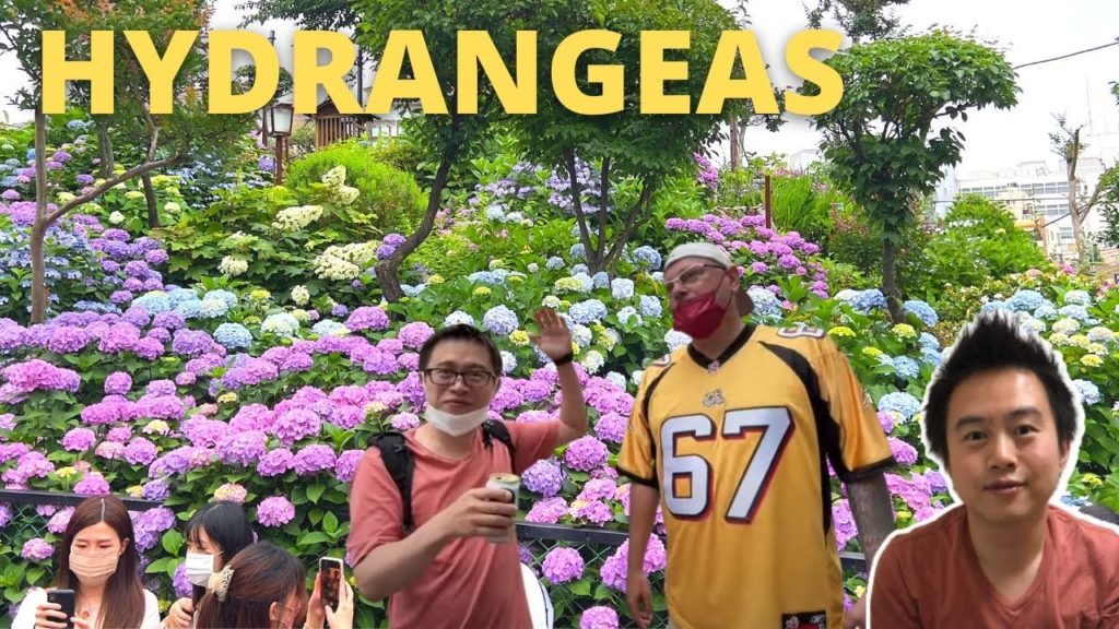 Hydrangea Shrine Festival & YouTuber Jump Scare Tokyo Live