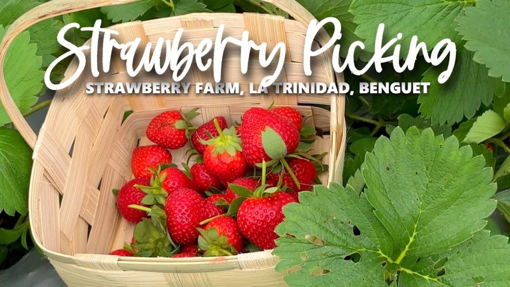 Strawberry Picking | Strawberry Farm, La Trinidad, Benguet Strawberry Picking | Strawberry Farm, La Trinidad, Benguet