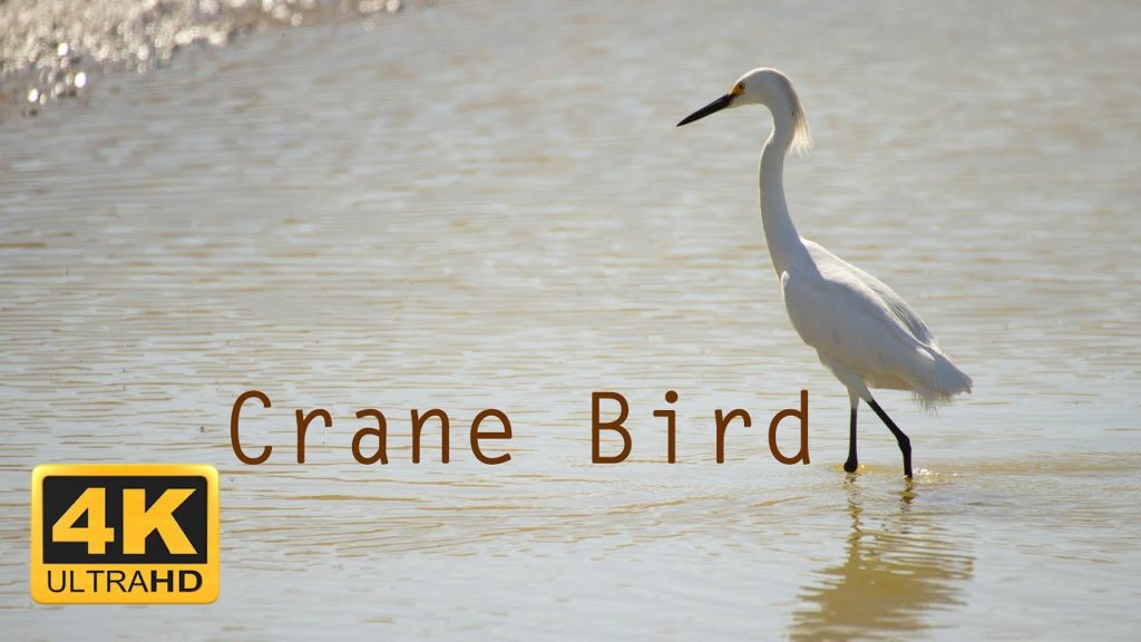 Crane Bird - Coyote Hills Regional Park - Panasonic Lumix S5