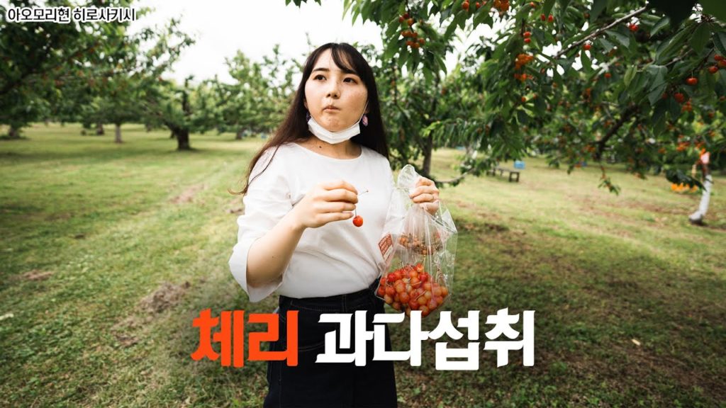 체리 과다섭취  | 일본여행 일본브이로그 아오모리여행 동북지방여행 해외여행 森の中果樹園
