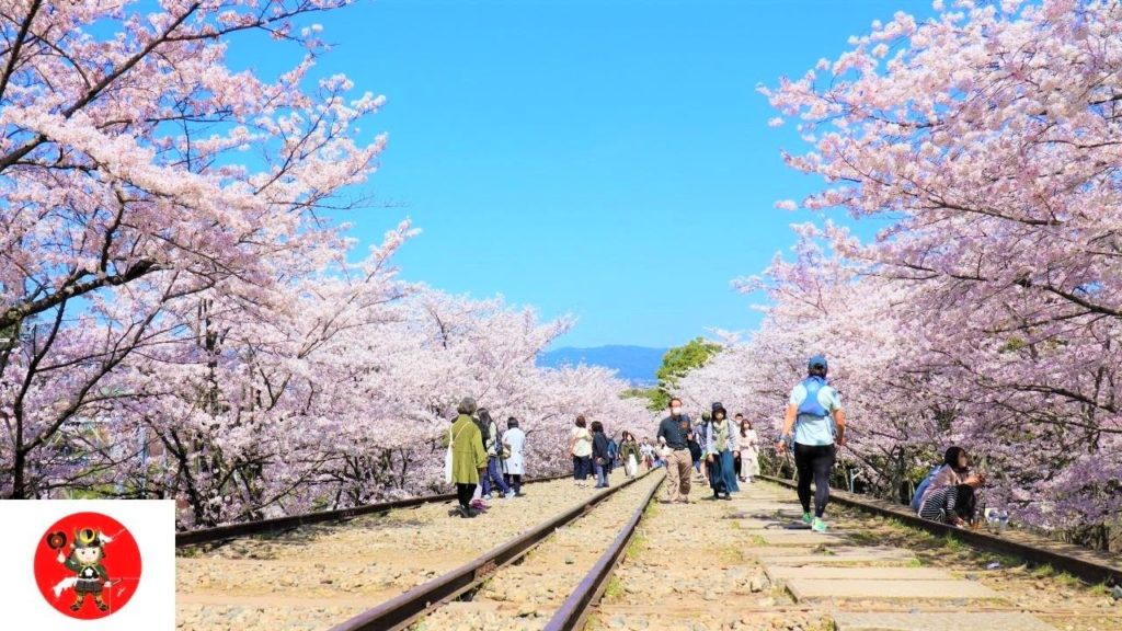 【Nostalgic Cherry Blossom】 4k walk in Kyoto Japan travel guide Okazaki~The Keage Incline vlog 【Nostalgic Cherry Blossom】 4k walk in Kyoto Japan travel guide Okazaki~The Keage Incline vlog