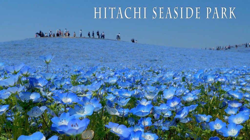 HITACHI SEASIDE PARK 2021 Spring.#ひたち海浜公園 #4K HITACHI SEASIDE PARK 2021 Spring.#ひたち海浜公園 #4K